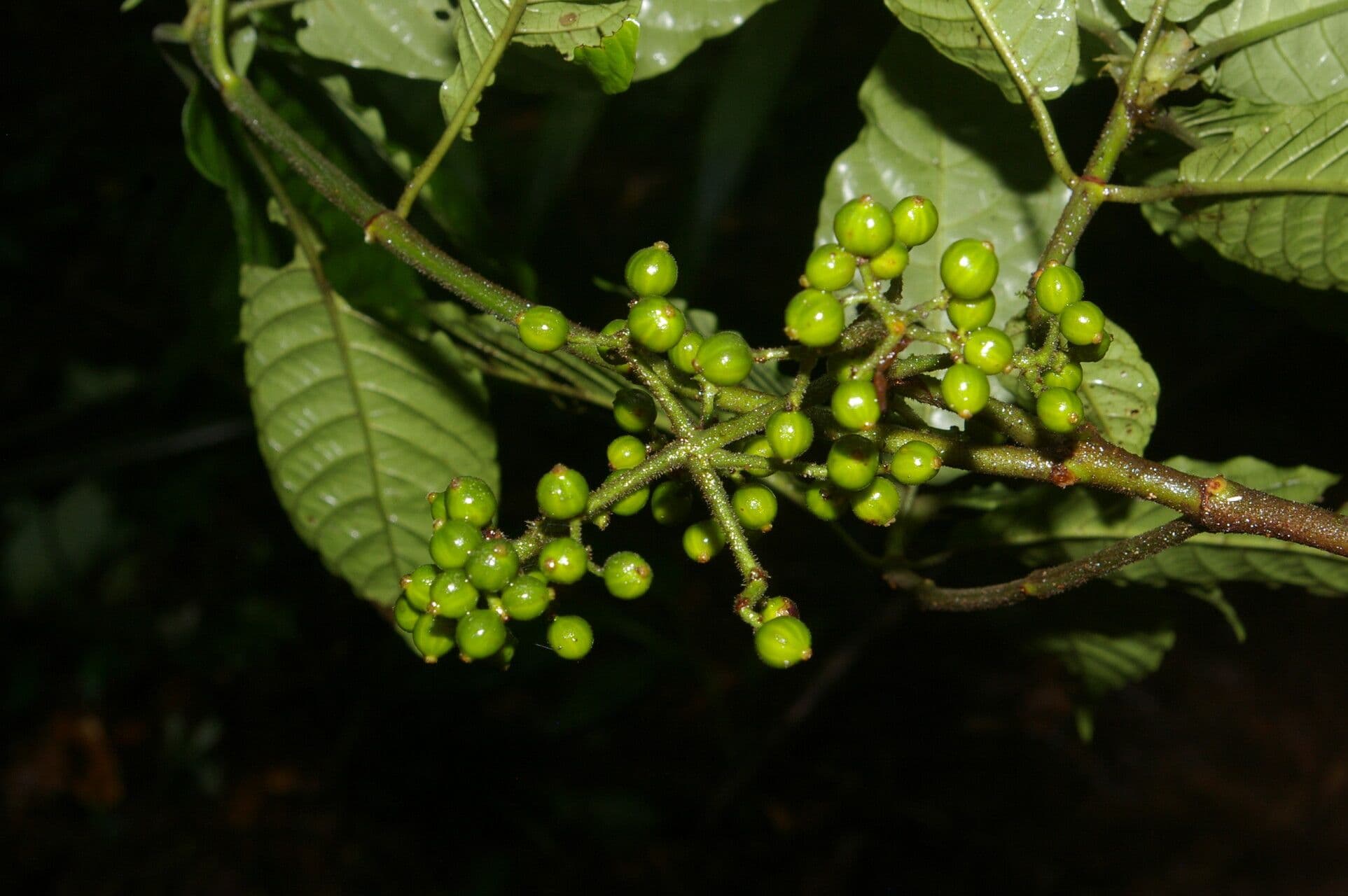 Psychotria 9