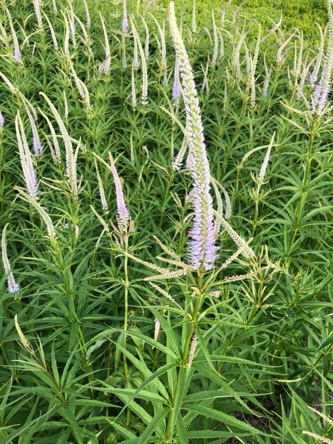 Veronica virginica 8