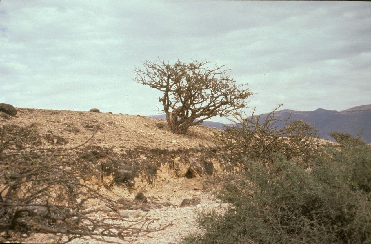 Echter Weihrauchbaum 3