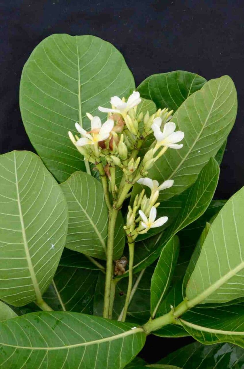 Himatanthus