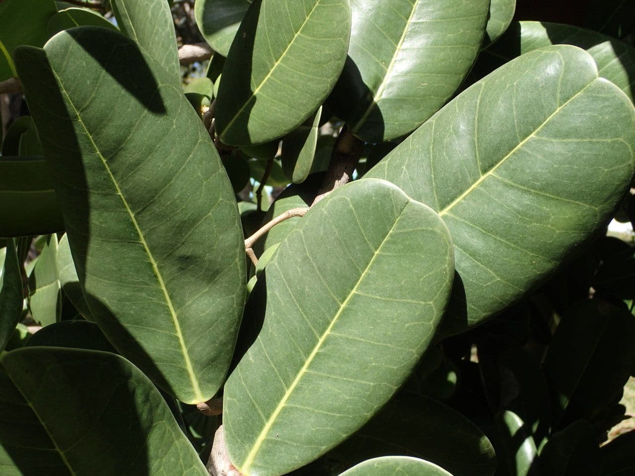Madagaskar-Olive 18