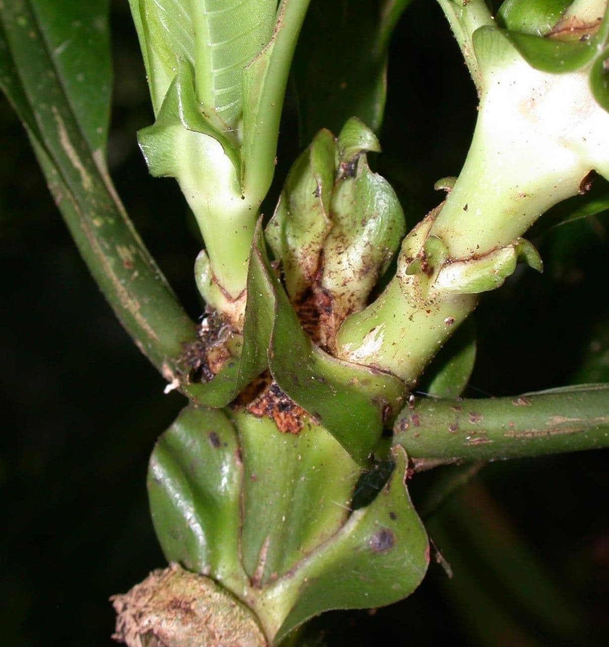 Große Psychotria 23