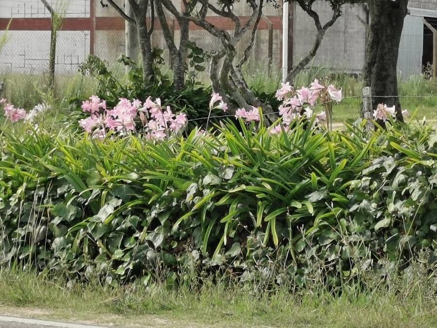 Lycoris 9