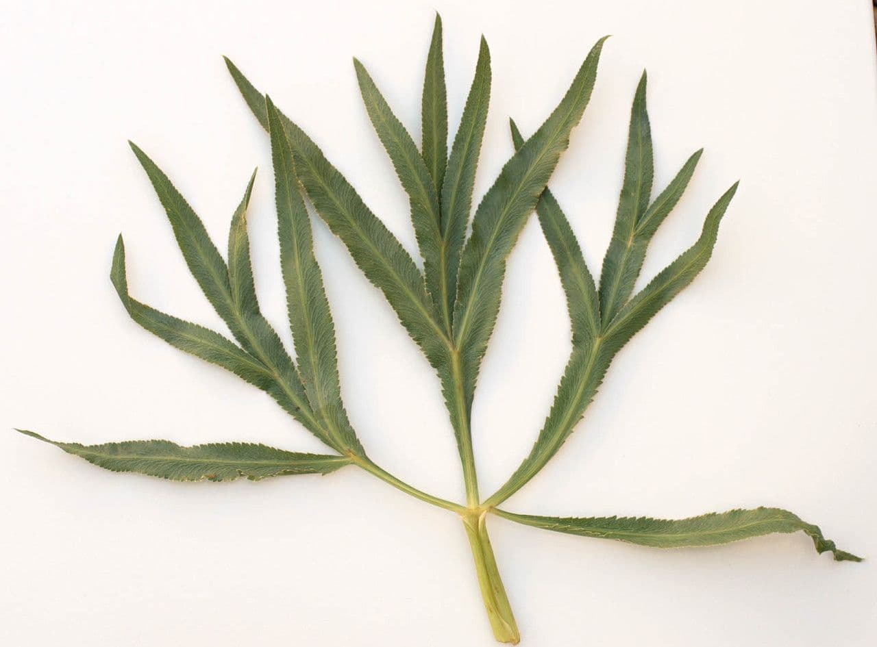 Falcaria 24