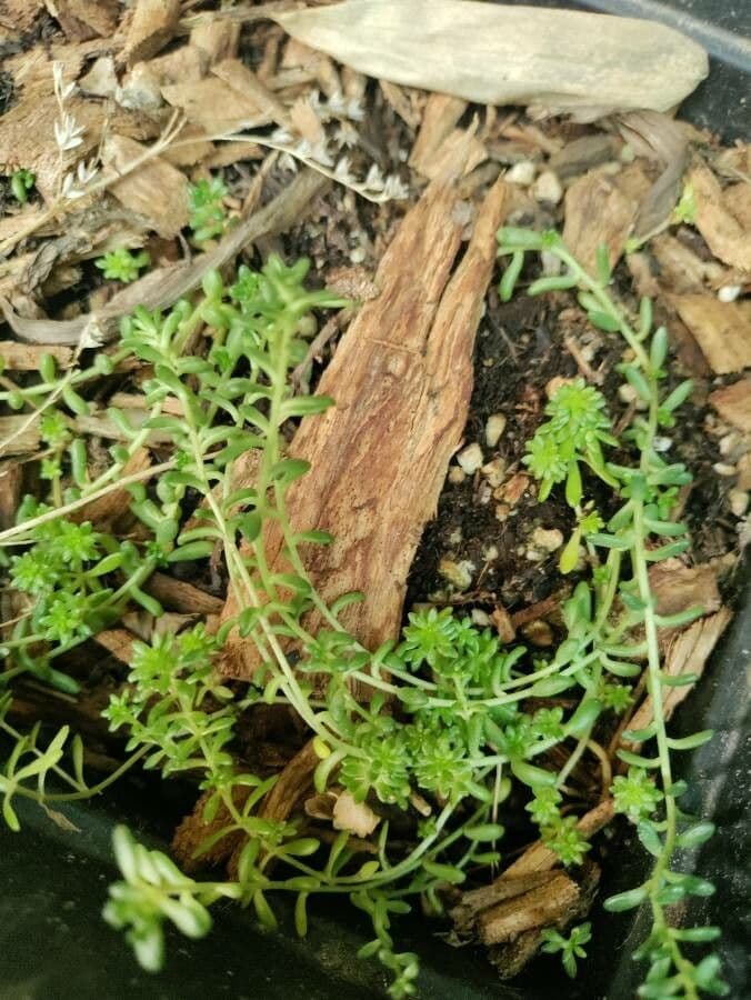 Sedum 9