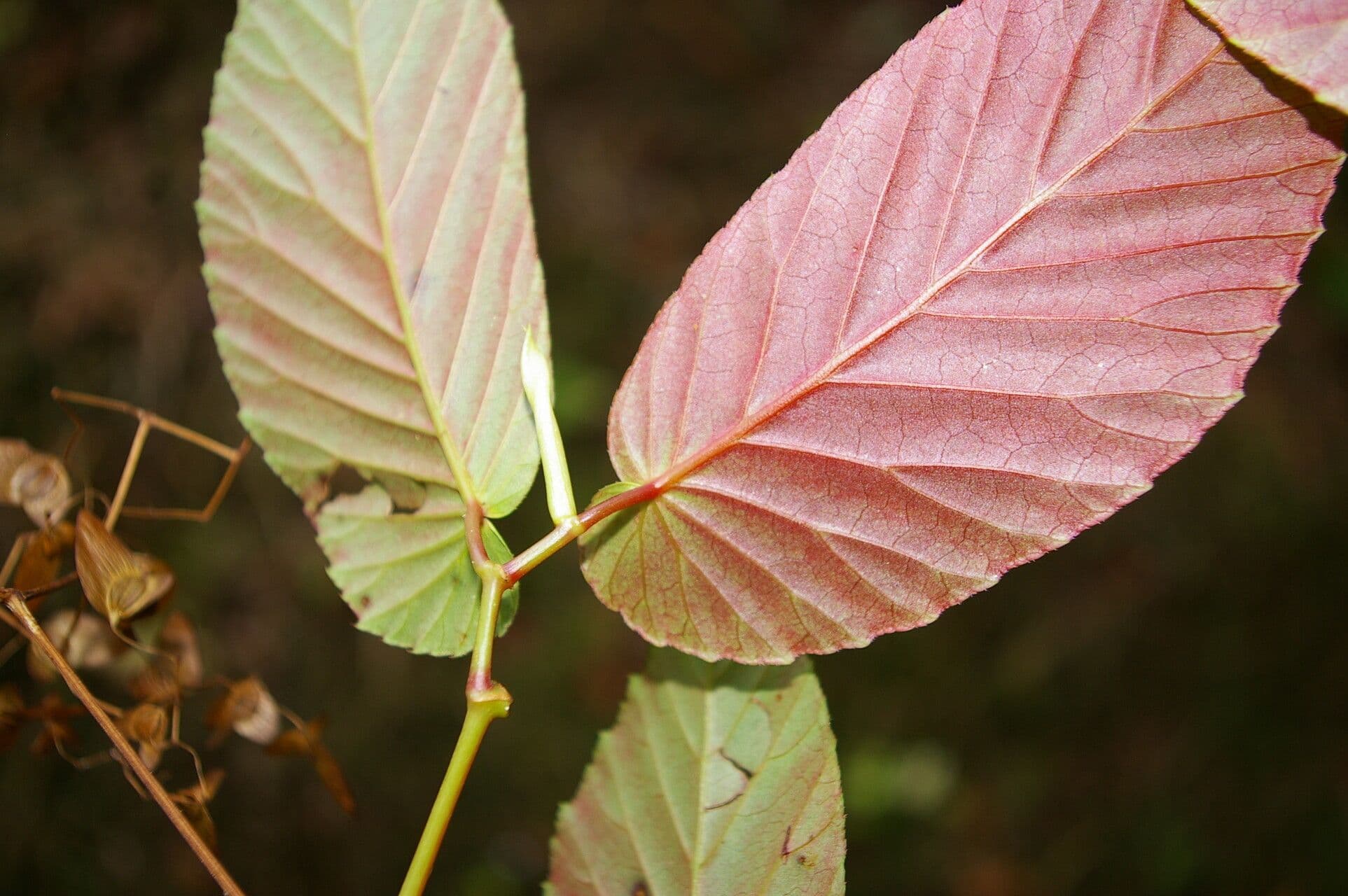 Begonia 4