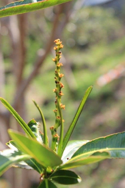 Stillingia 2