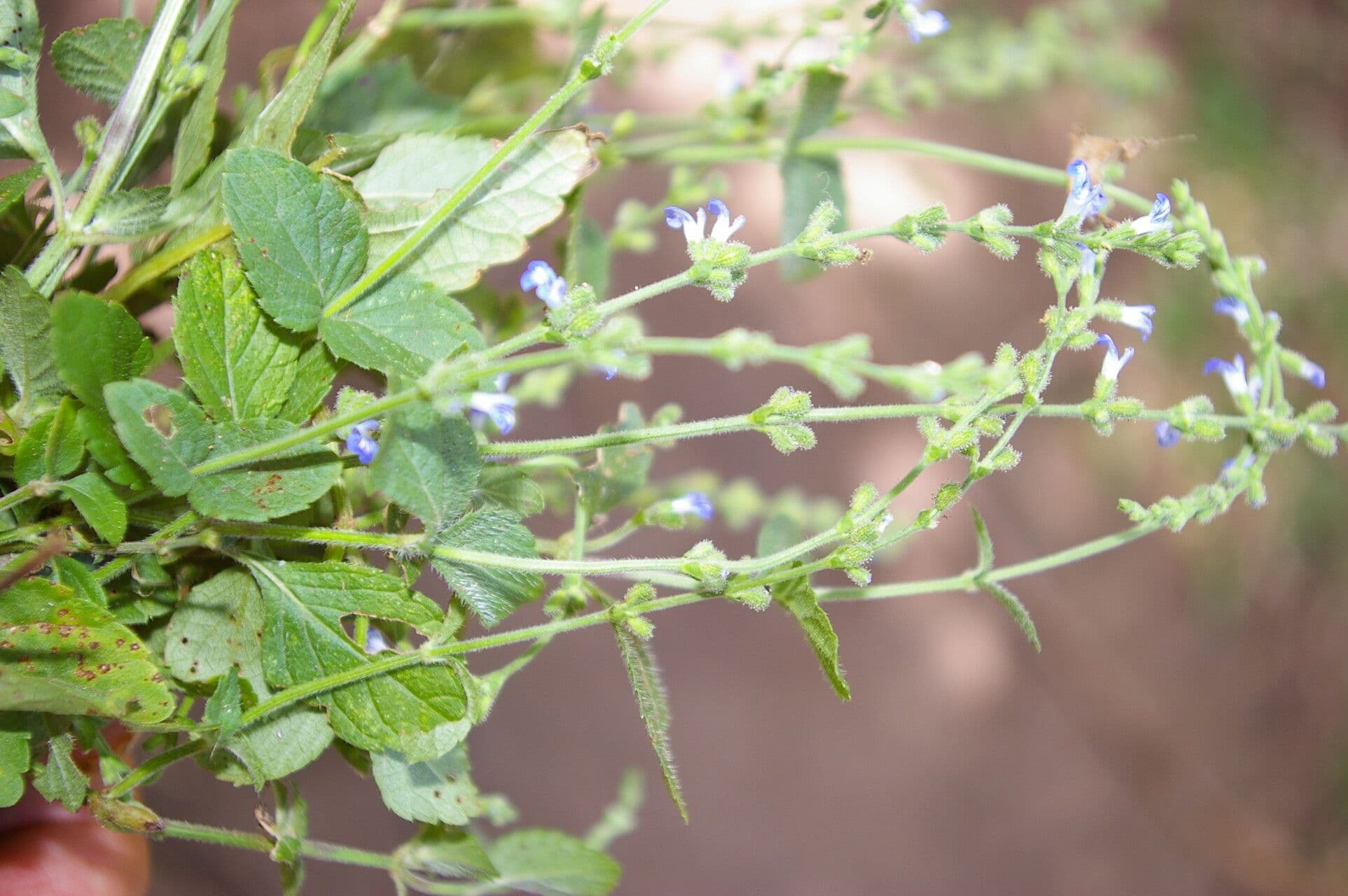 Salvia 6