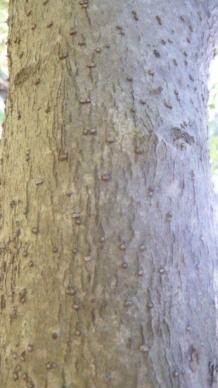 Dovyalis del Ceylon 18