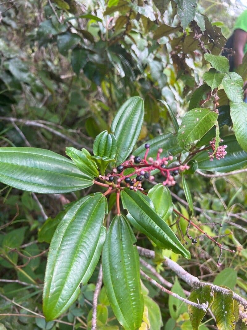 Miconia 15