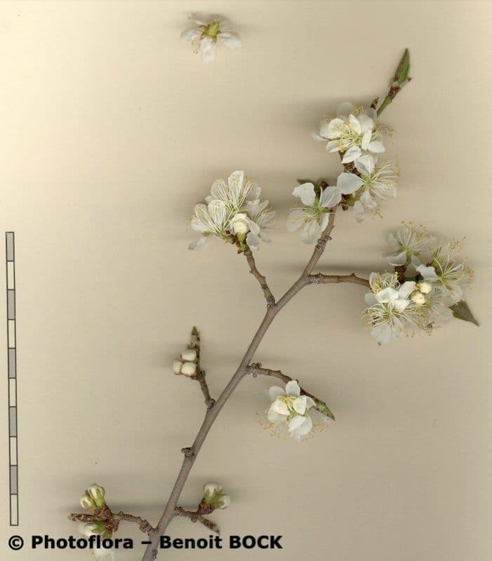 Susino brigantino 22