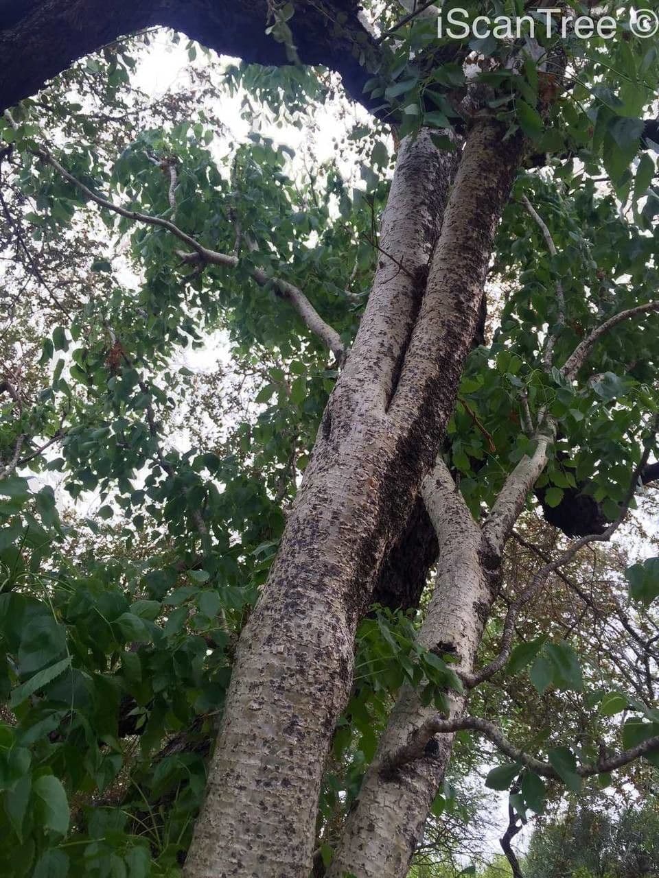 Steganotaenia araliacea 2