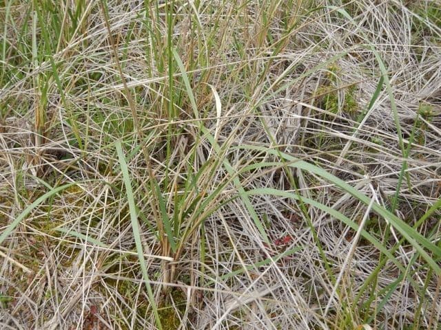 American beach grass 12