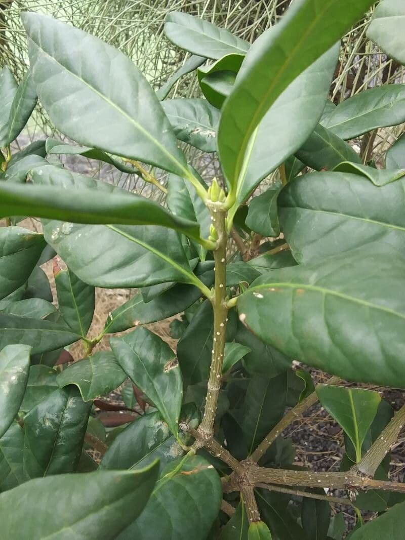 Picconia excelsa 7