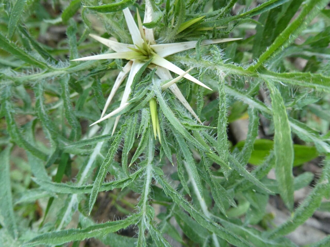 Calcatreppola 24