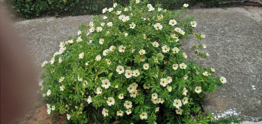 Turnera subulata 10
