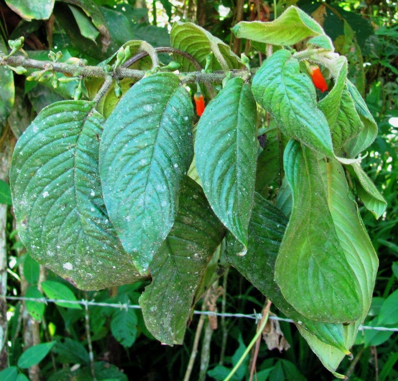 Besleria 8