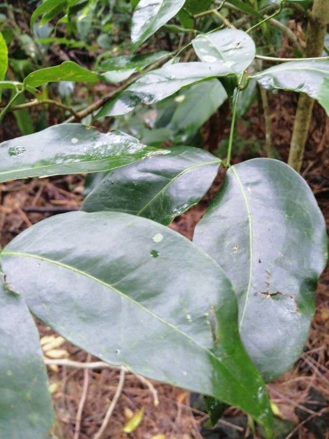 Intsia bijuga 3