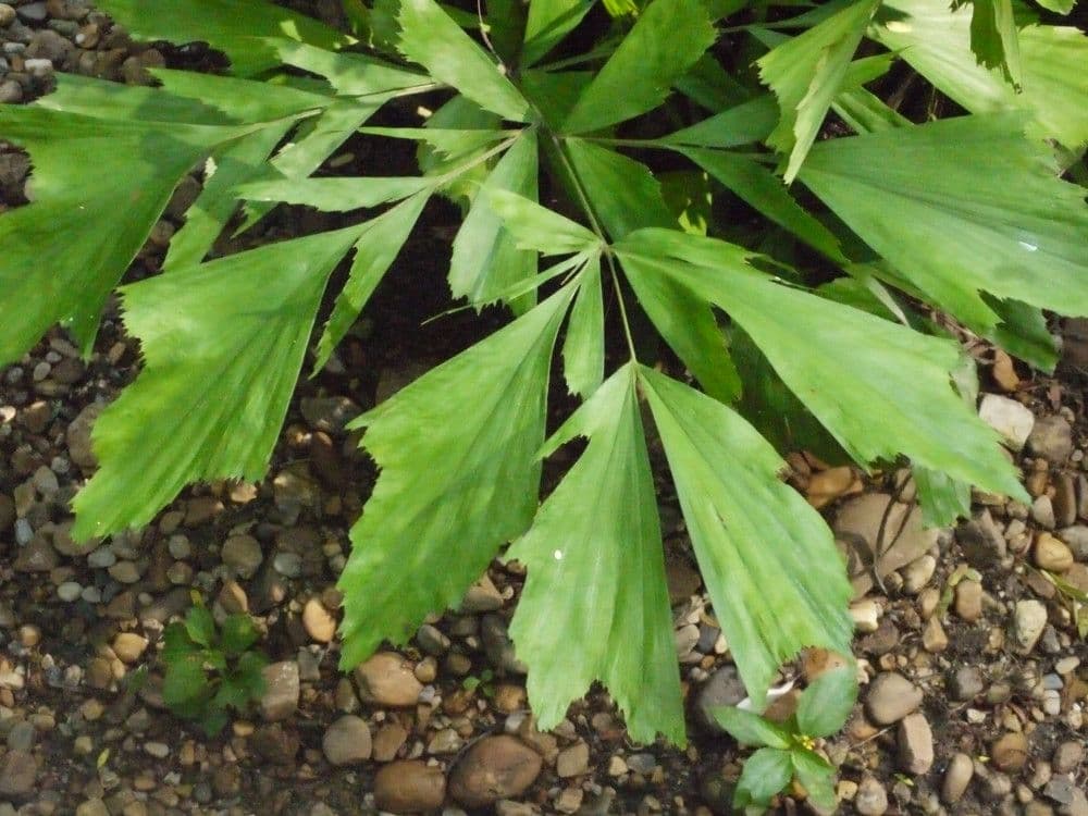 Palmier queue de poisson 28