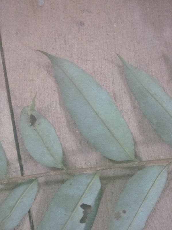 Xylopia nitida 4