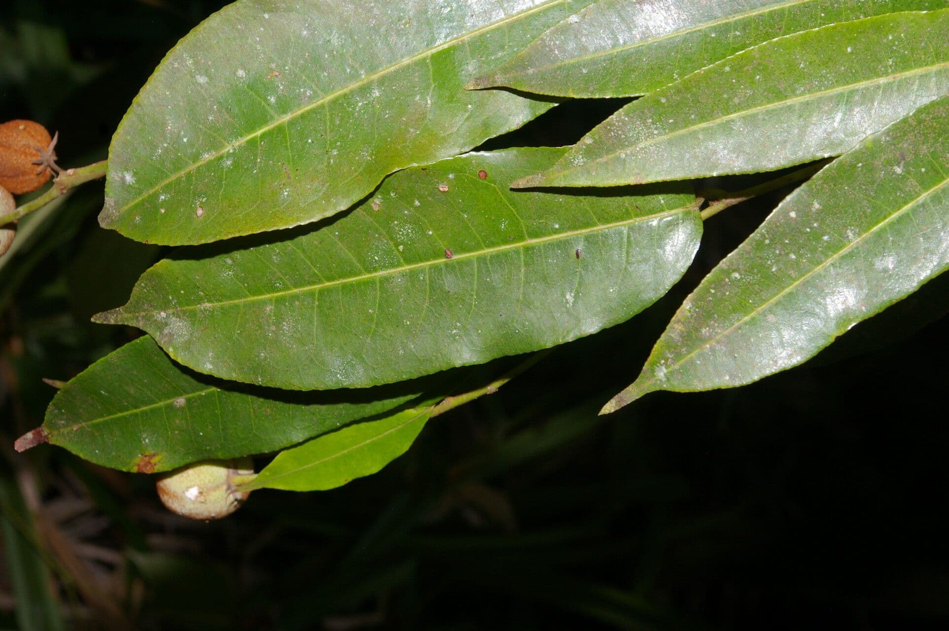 Mabea occidentale 9