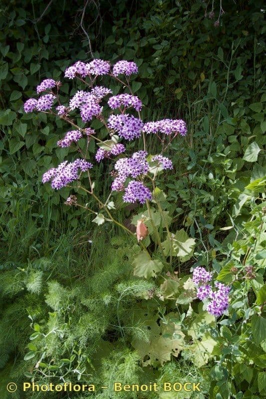 Pericallis 14