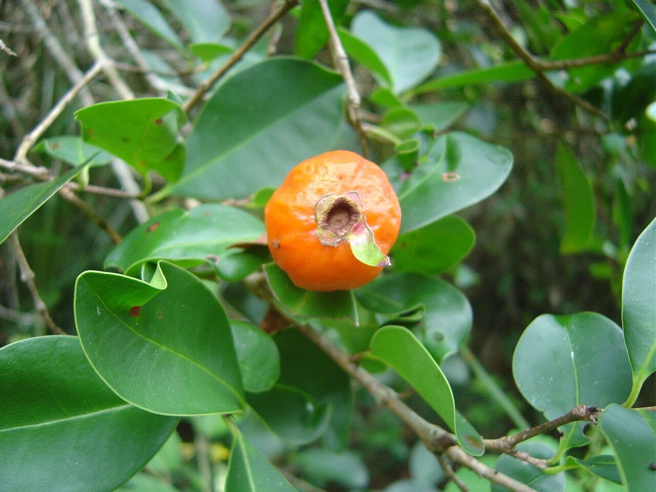 Prächtige Eugenia