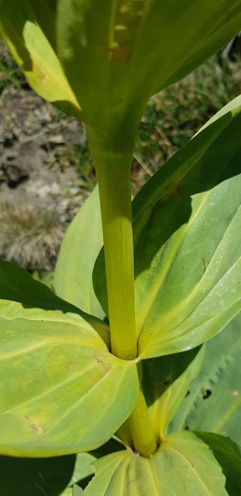 Genziana maggiore 23