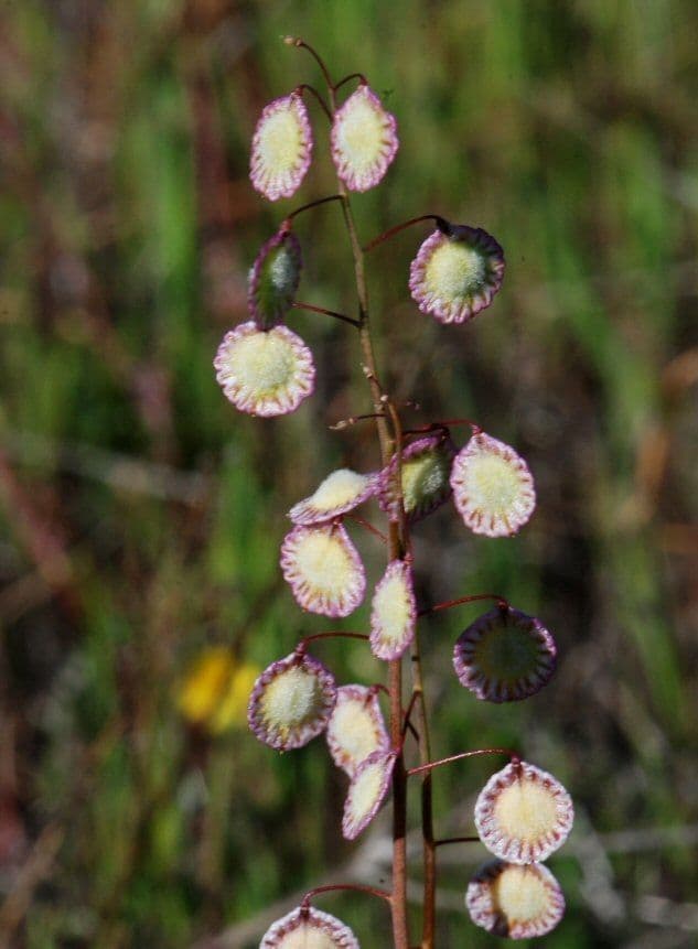 Thysanocarpus 2