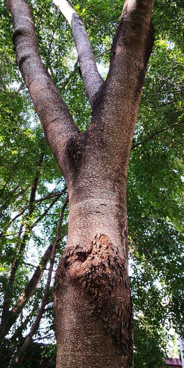 Afzelia xylocarpa 2