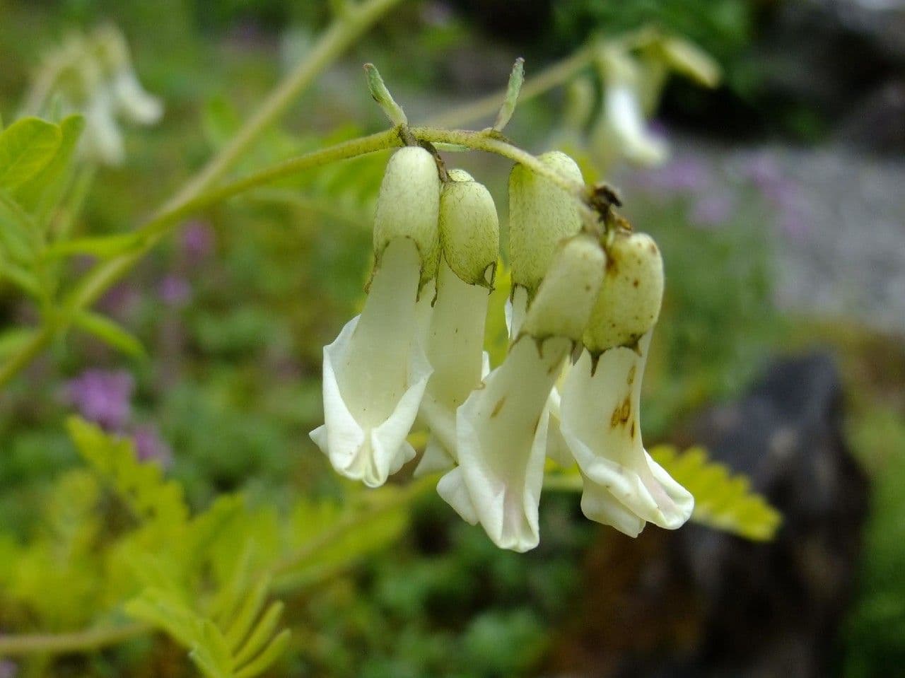 Astragalo mongolo