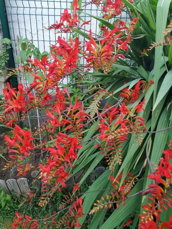 Crocosmia dorata 13