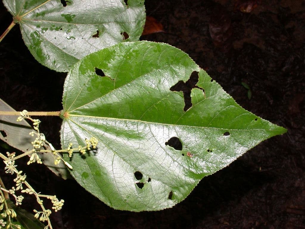 Heliocarpus 17