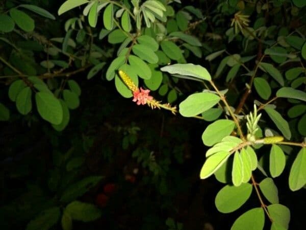 Indigofera 7
