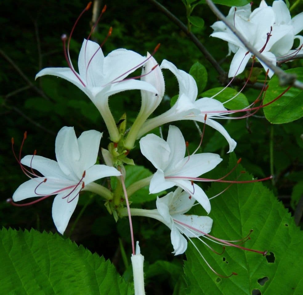 Azalea dolce 6