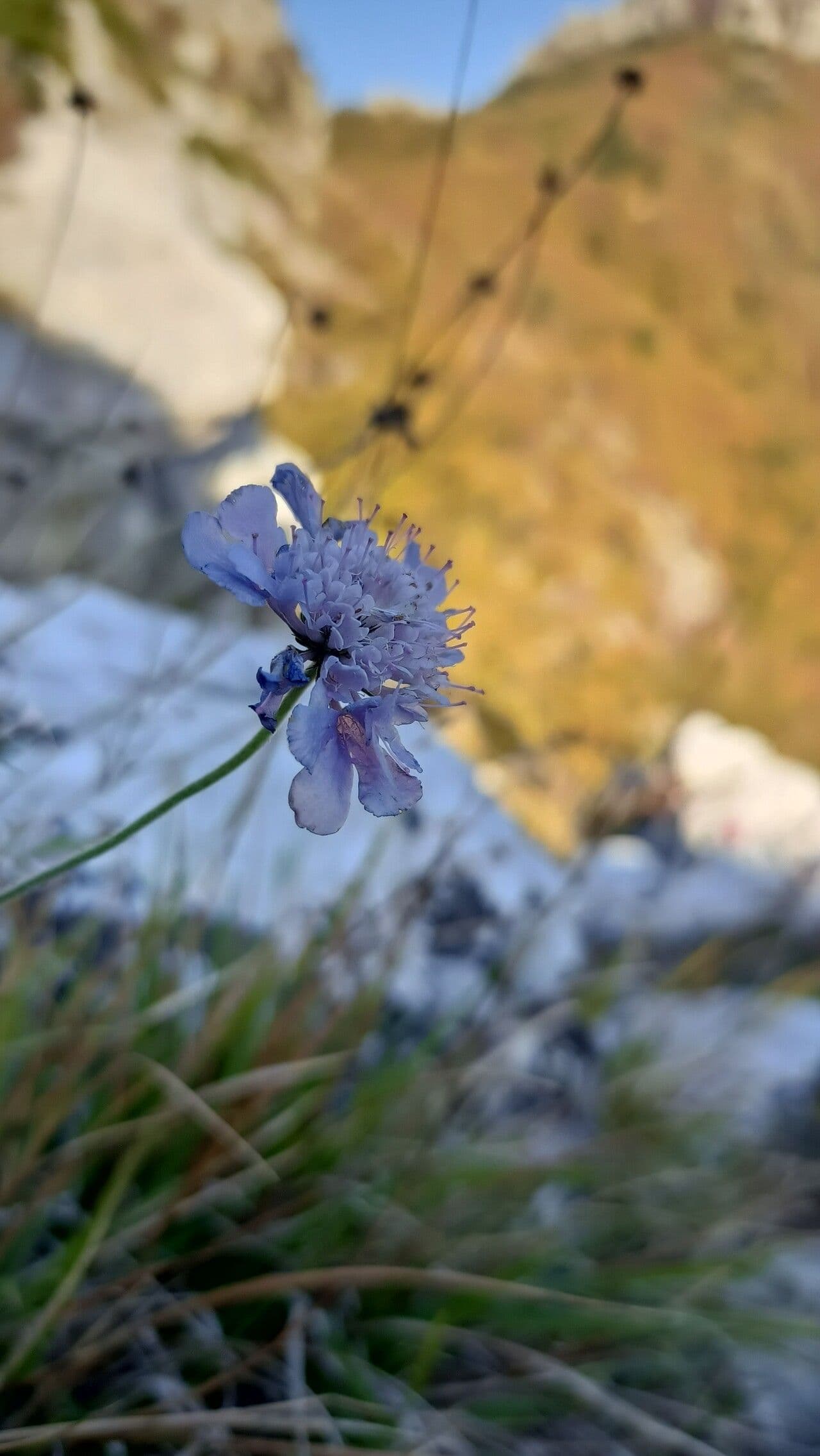 Vedovina grigia 10