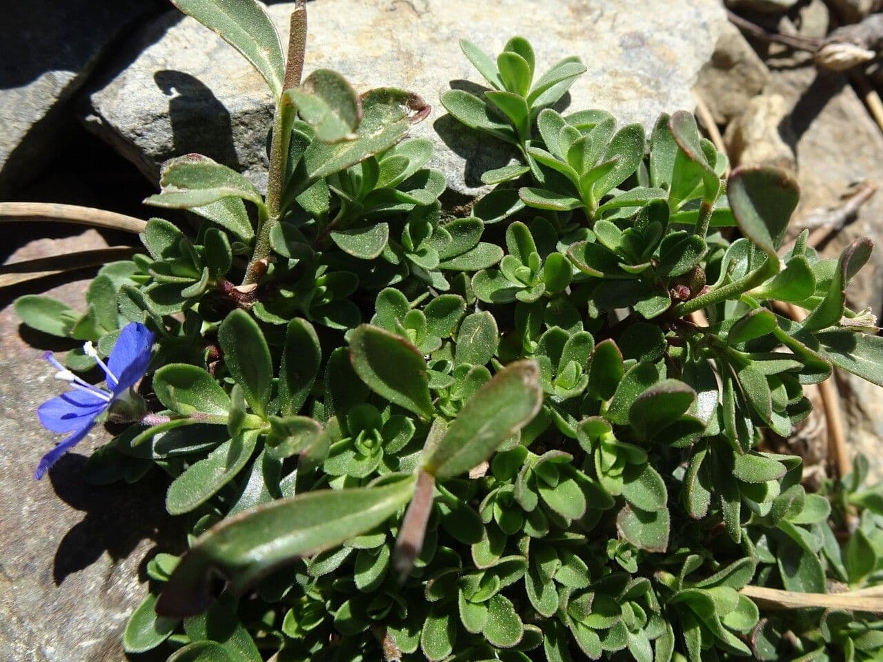 Rock speedwell 19