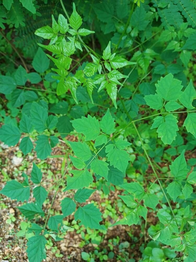 Millingtonia 9