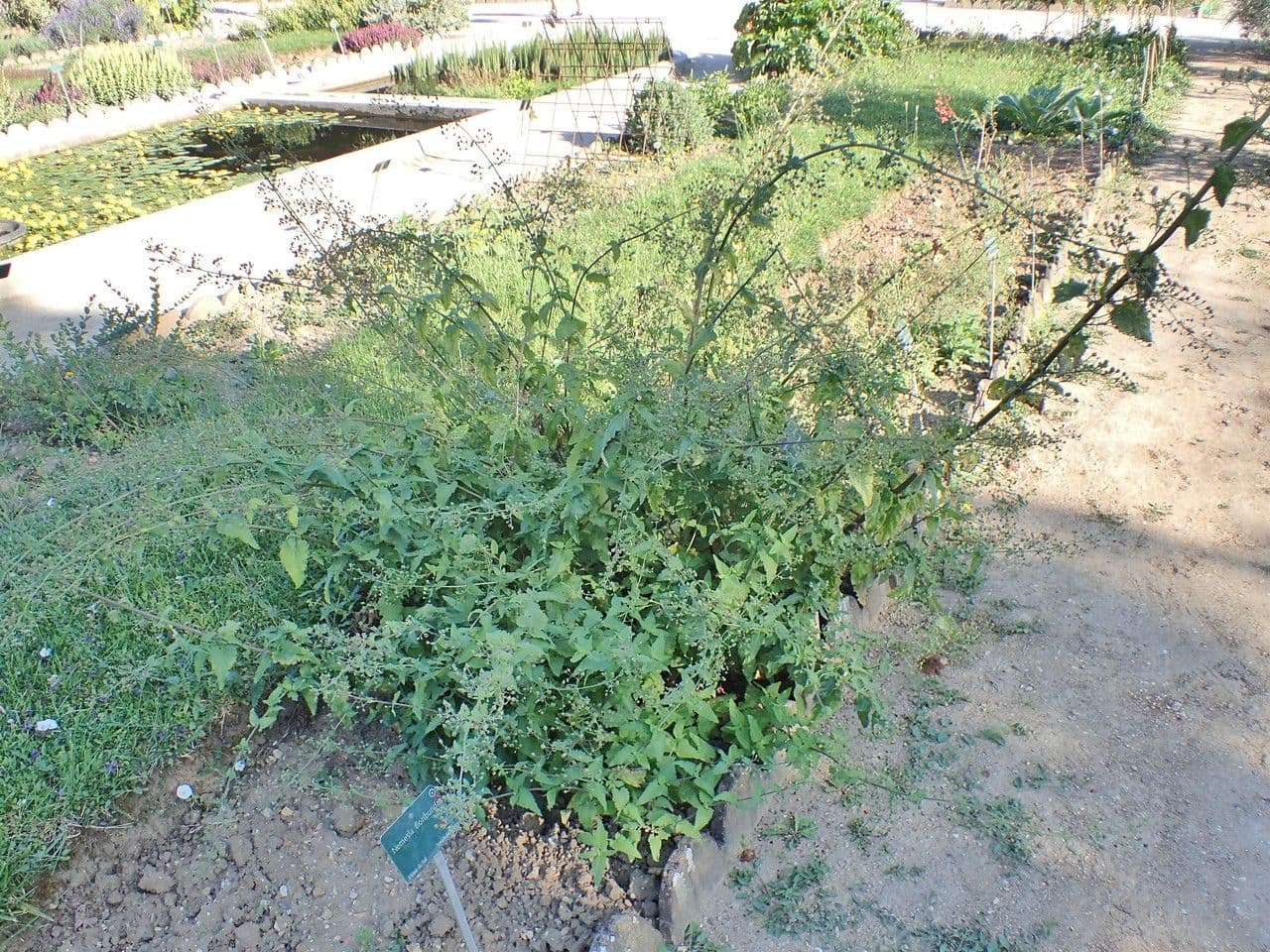 Hluchavník šotolinový 13