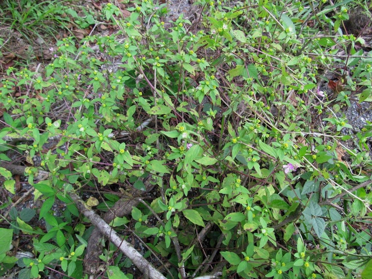 Melampodium 5