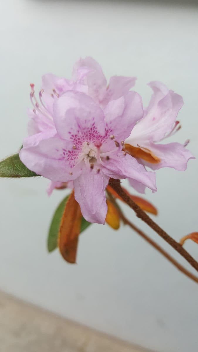 Rhododendron 2