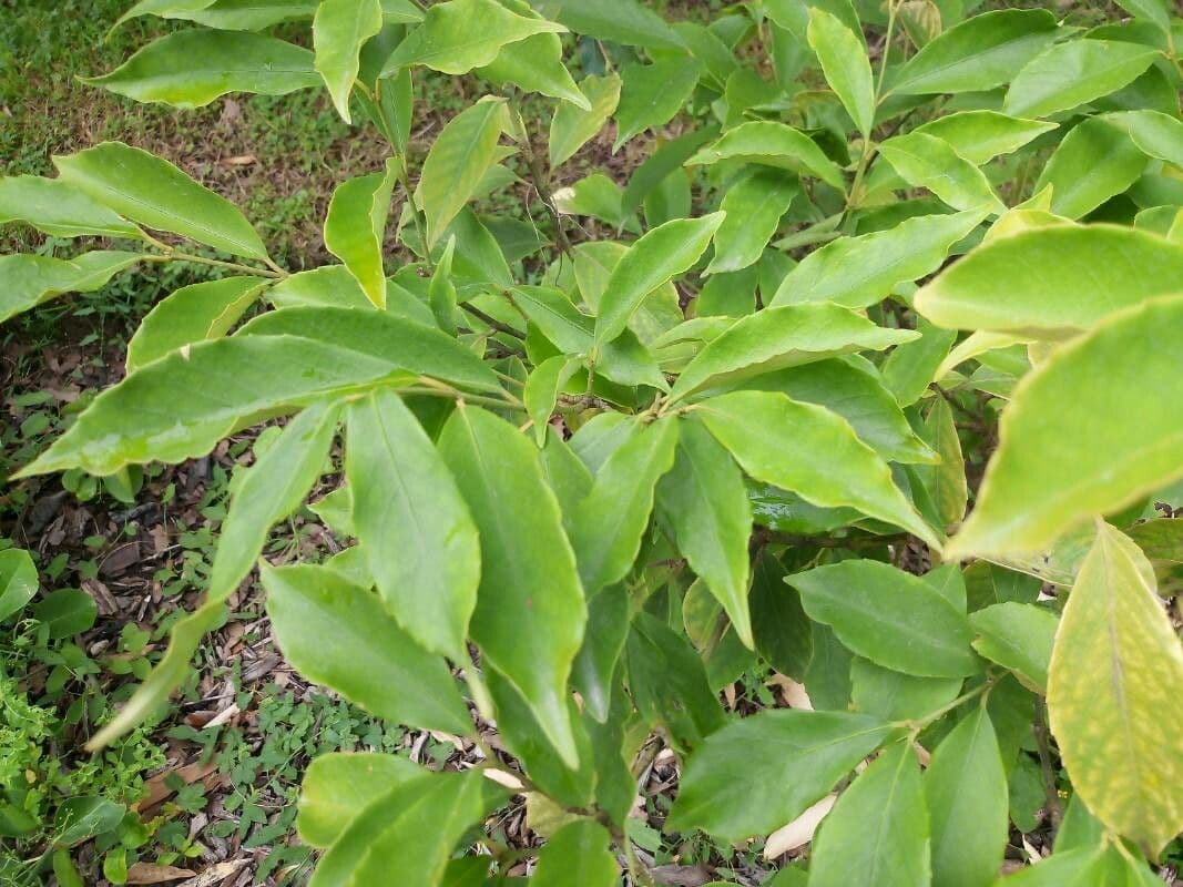 Euonymus myrianthus 14
