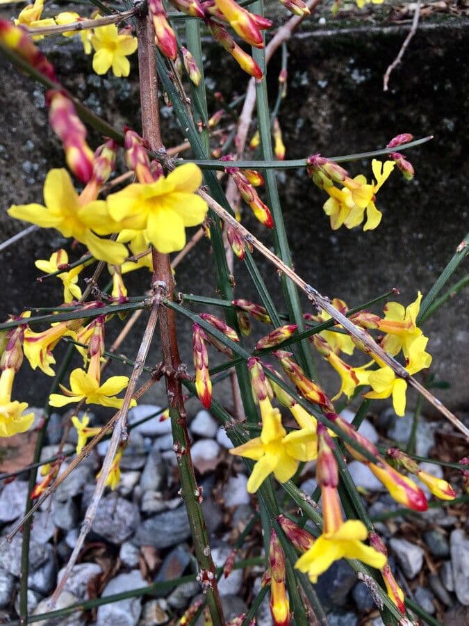 Winter-Jasmin 9