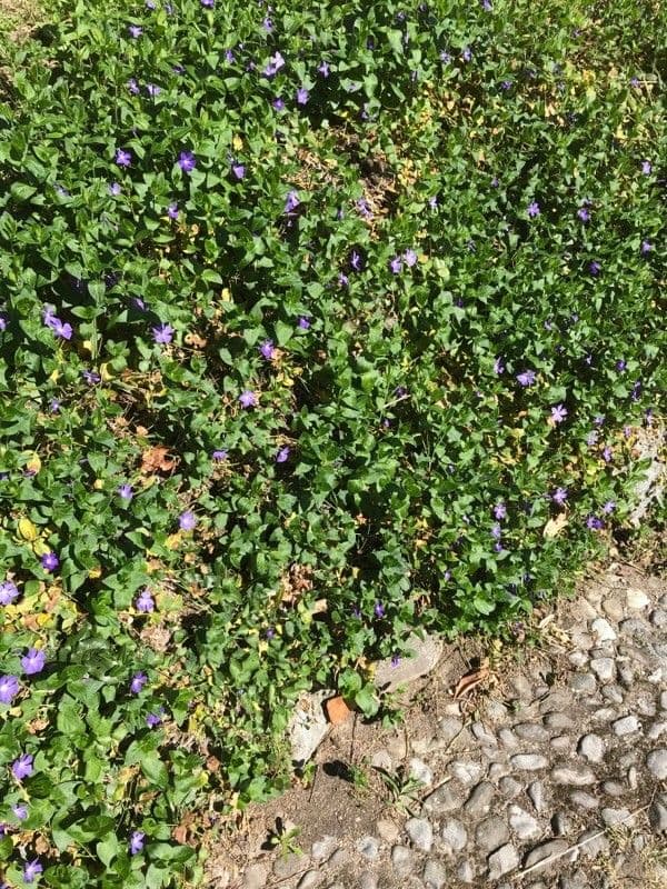 Pervinca maggiore 21