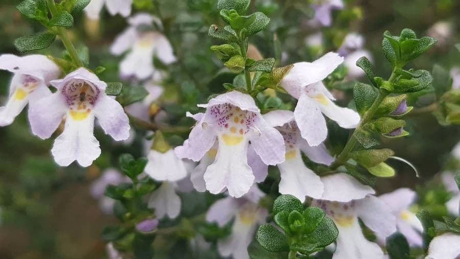 Prostanthera 2