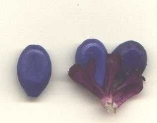 Palicourea 21