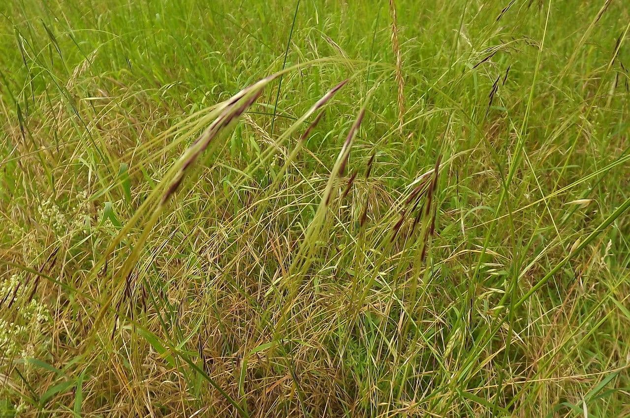 Nassella di Nees 6