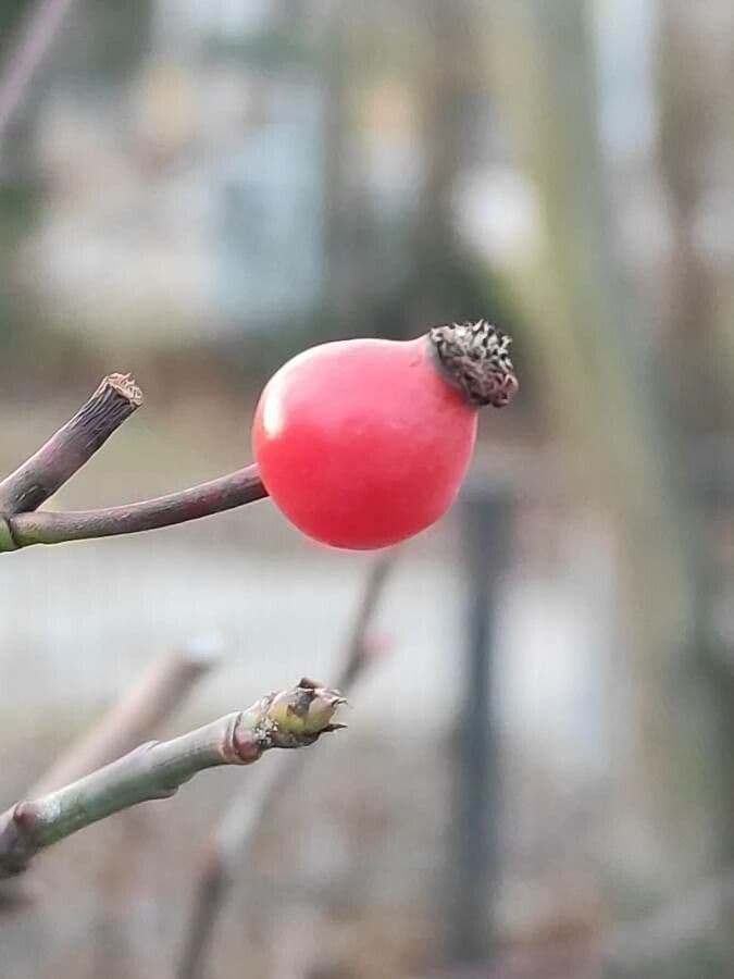 Acker-Rose 5
