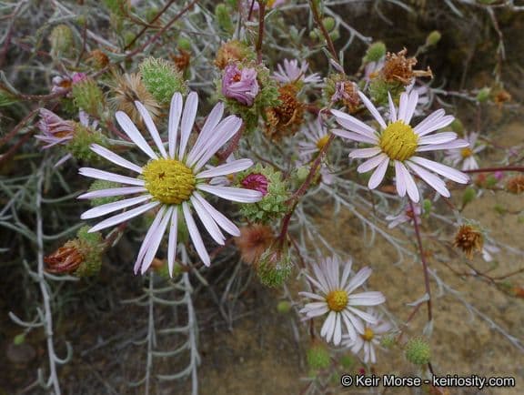 Sand-Aster 2
