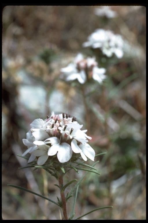 Calycadenia multiglandulosa 3